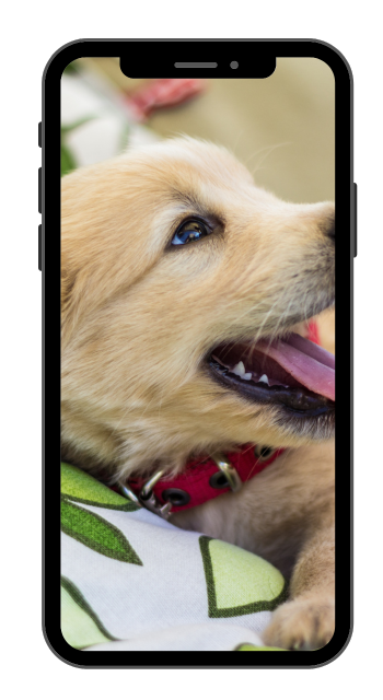 Pet Adoption App Features